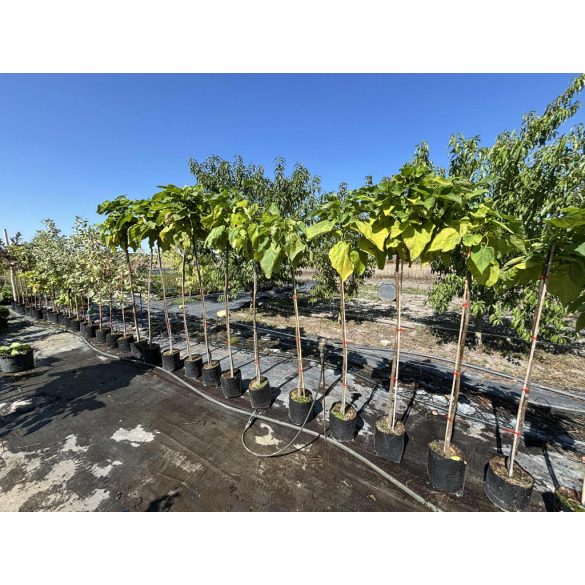 Catalpa bignonioides 'Nana' - Kugel-Catalpa