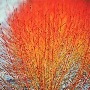 Cornus sanguinea 'Midwinter Fire'