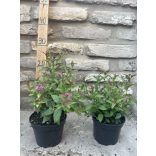 Spiraea japonica 'Anthony Waterer' 