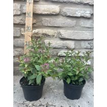 Spiraea japonica 'Anthony Waterer' 