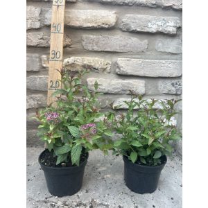 Spiraea japonica 'Anthony Waterer' 