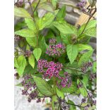 Spiraea japonica 'Anthony Waterer' 