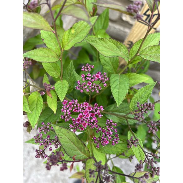 Spiraea japonica 'Anthony Waterer' 