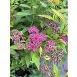 Spiraea japonica 'Anthony Waterer' 