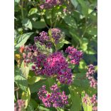 Spiraea japonica 'Anthony Waterer' 