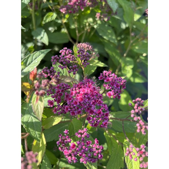 Spiraea japonica 'Anthony Waterer' 