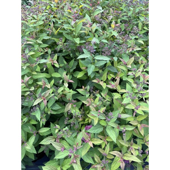 Spiraea japonica 'Anthony Waterer' 