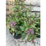 Spiraea japonica 'Anthony Waterer' 