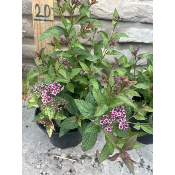 Spiraea japonica 'Anthony Waterer' 
