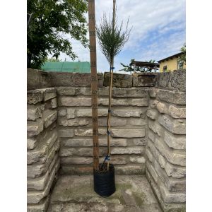 Stamm Viermännige Tamariske – Tamarix tetrandra