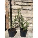 Jasminum nudiflorum - Winterjasmin