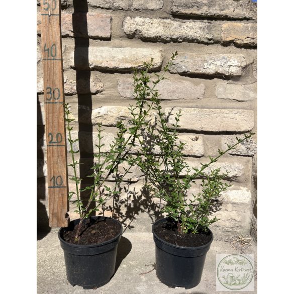 Jasminum nudiflorum - Winterjasmin