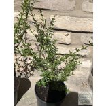 Jasminum nudiflorum - Winterjasmin