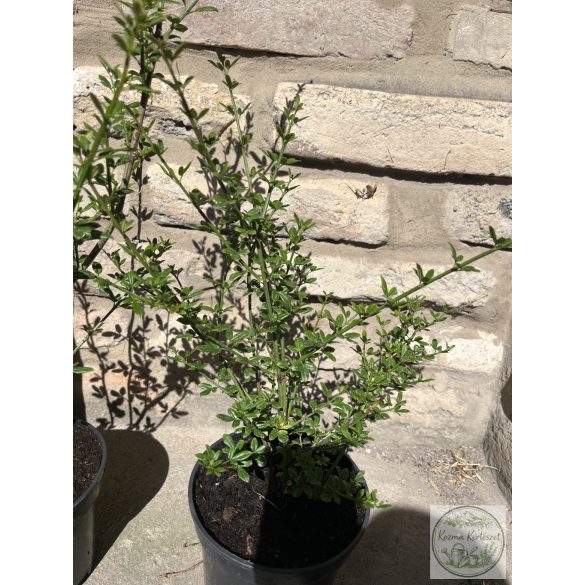 Jasminum nudiflorum - Winterjasmin