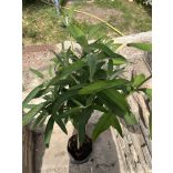 Sommerflieder, Schmetterlingsstrauch, Schmetterlingsflieder – Weiß – Buddleia davidii