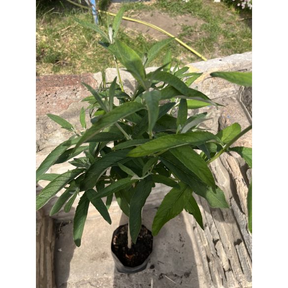 Sommerflieder, Schmetterlingsstrauch, Schmetterlingsflieder – Weiß – Buddleia davidii