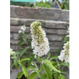 Sommerflieder, Schmetterlingsstrauch, Schmetterlingsflieder – Weiß – Buddleia davidii