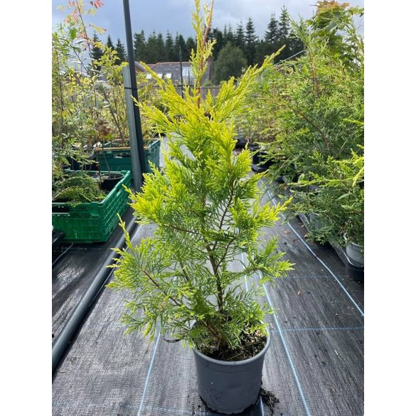 Cupressocyparis leylandii 'Castlewellan Gold' - Leyland-Zypresse