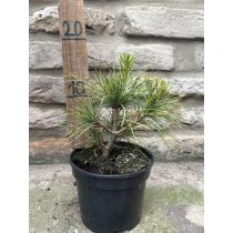 Pinus wallichiana - Himalayafichte