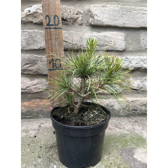 Pinus wallichiana - Himalayafichte