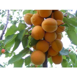 Aprikosenbaum - Prunus armeniaca 'Bergeron'