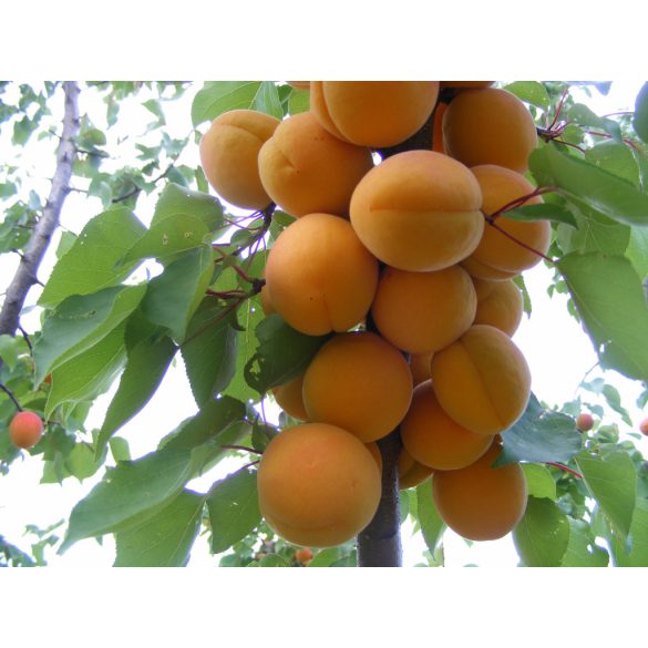 Aprikosenbaum - Prunus armeniaca 'Bergeron'
