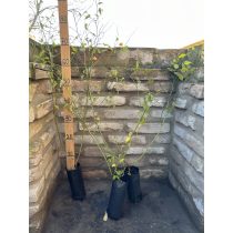 Kerria japonica 'Pleniflora' 