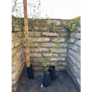 Kerria japonica 'Pleniflora' 