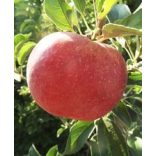 Winter Apfel – Idared – Malus