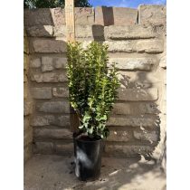 Zwerg-Efeu Säule Efeu Pflanze Hedera Helix “Erecta”