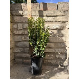 Zwerg-Efeu Säule Efeu Pflanze Hedera Helix “Erecta”