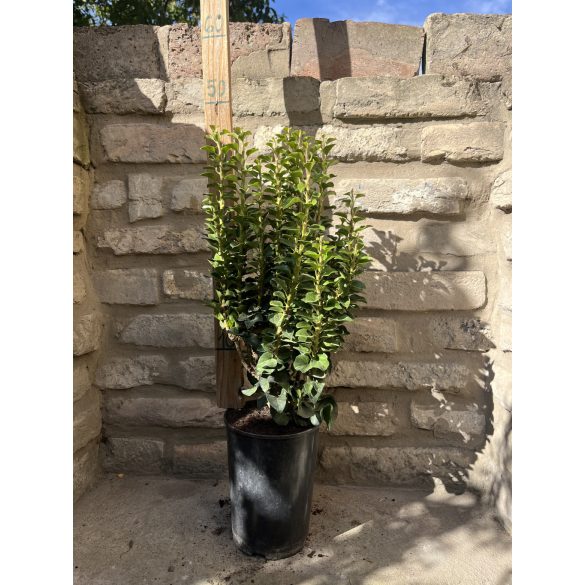 Zwerg-Efeu Säule Efeu Pflanze Hedera Helix “Erecta”