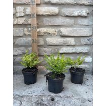   Heckenmyrthe – Hecke, Sträucher – Lonicera nitida – Lemon Beauty