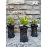 Heckenmyrthe – Hecke, Sträucher – Lonicera nitida – Lemon Beauty