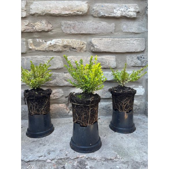 Heckenmyrthe – Hecke, Sträucher – Lonicera nitida – Lemon Beauty