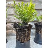 Heckenmyrthe – Hecke, Sträucher – Lonicera nitida – Lemon Beauty