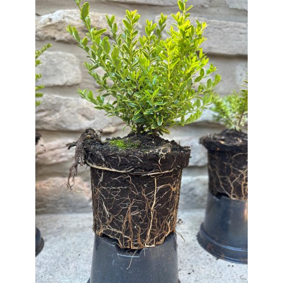 Heckenmyrthe – Hecke, Sträucher – Lonicera nitida – Lemon Beauty