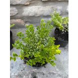 Heckenmyrthe – Hecke, Sträucher – Lonicera nitida – Lemon Beauty