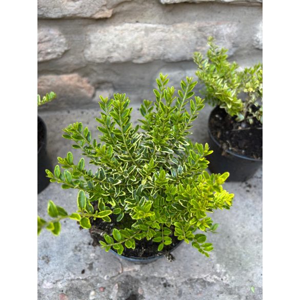 Heckenmyrthe – Hecke, Sträucher – Lonicera nitida – Lemon Beauty