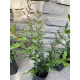 Granatapfel (Zierfplanze) – Punica Granatum