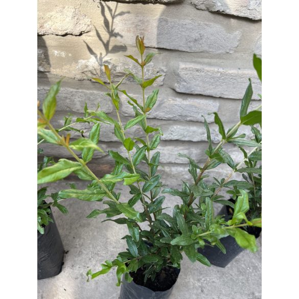 Granatapfel (Zierfplanze) – Punica Granatum