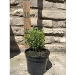 Picea glauca 'Conica' - Zuckerkegel-Fichte