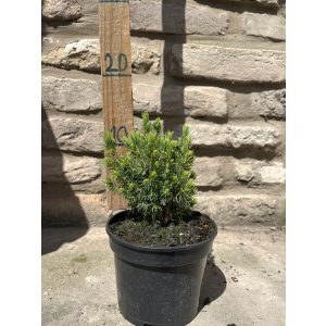 Picea glauca 'Conica' - Zuckerkegel-Fichte