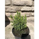 Picea glauca 'Conica' - Zuckerkegel-Fichte