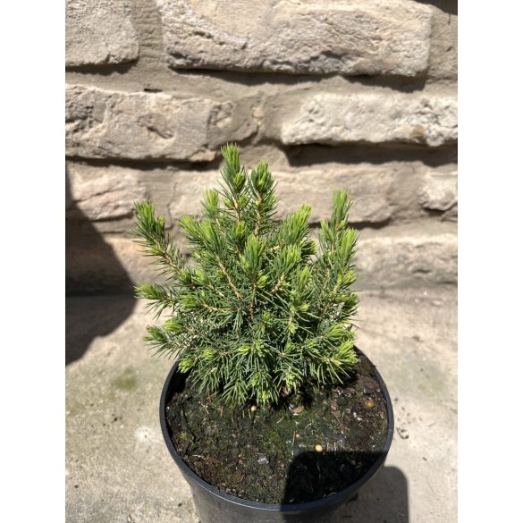 Picea glauca 'Conica' - Zuckerkegel-Fichte