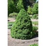 Picea glauca 'Conica' - Zuckerkegel-Fichte