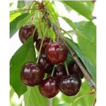 Süßkirsche – Katalin – Prunus subg. Cerasus