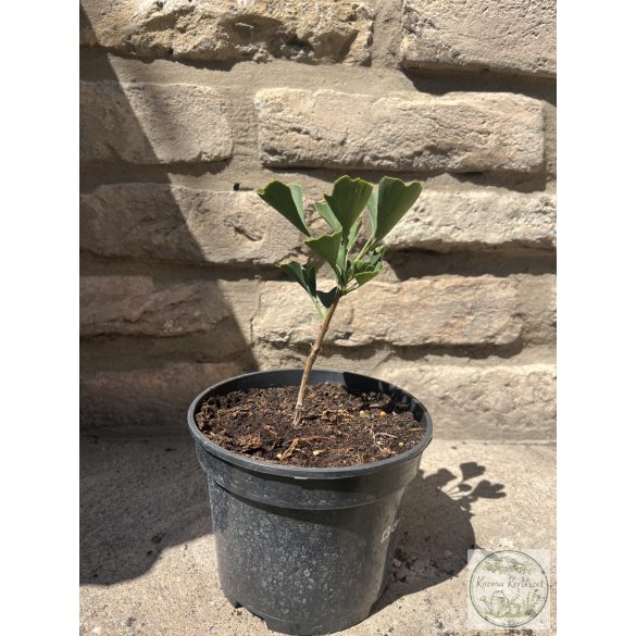 Ginkgo biloba Beijing Gold – Ginkgobaum