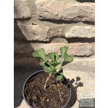 Ginkgo biloba Beijing Gold – Ginkgobaum