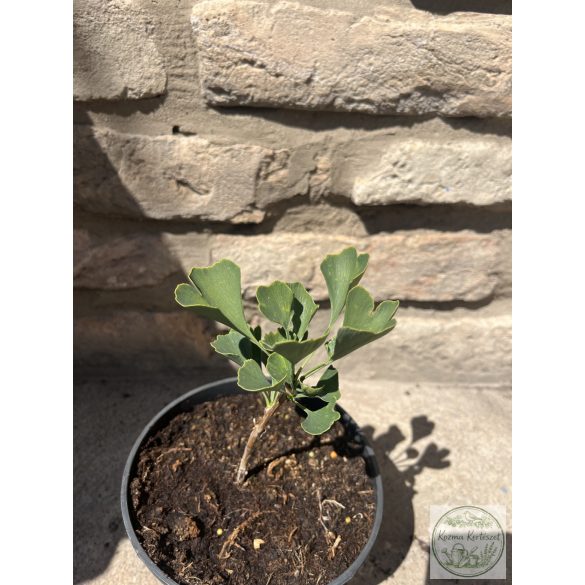 Ginkgo biloba Beijing Gold – Ginkgobaum